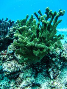 healthy coral head