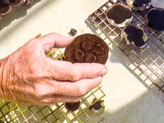 Single frag substrate in a hand, out of water