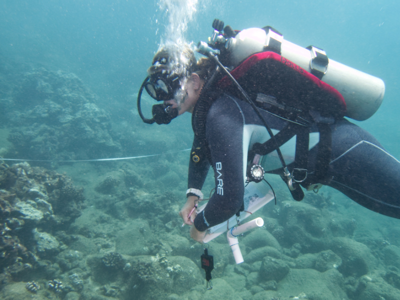 Diver with clipboard underwater